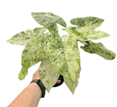 Alocasia Blizzard